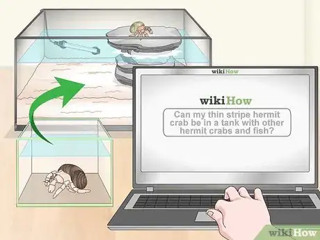 Image titled Care for a Marine Hermit Crab Step 12