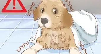 Treat Frostbite in Dogs