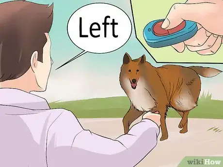 Image titled Care for Collies Step 17