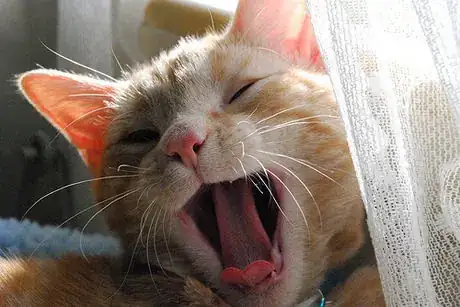 Image titled Laughing kitty