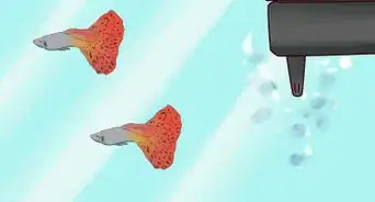 Maintain Salt Water Aquariums