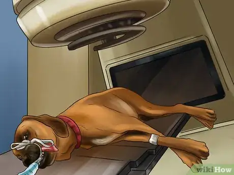 Image titled Treat a Dog with Osteosarcoma Step 9