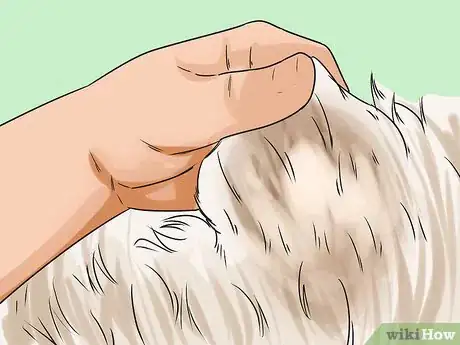Image titled Choose a Shampoo for a Yorkshire Terrier Step 3