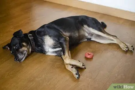 Image titled Help Teething Pups Step 13