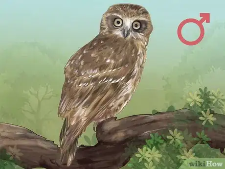 Image titled Identity a Southern Boobook Owl Step 3