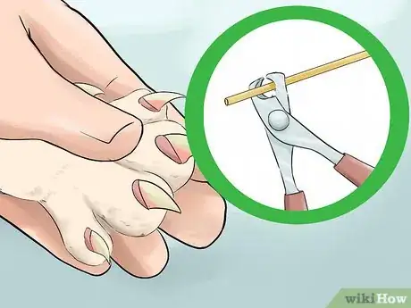 Image titled Take Care of a Japanese Bobtail Step 19