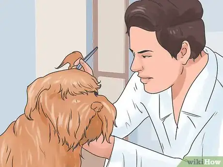 Image titled Soothe a Dog's Itchy Ears Step 13