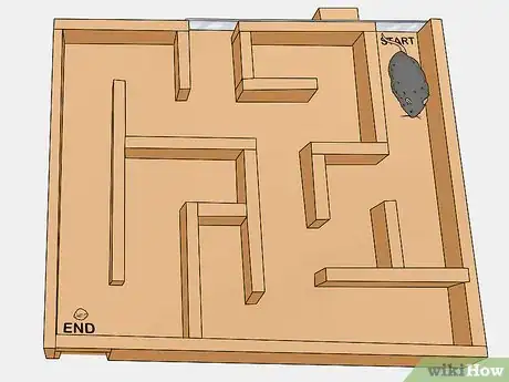 Image titled Train a Rat to Run a Maze or Obstacle Course Step 6