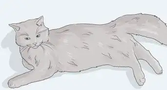 Help a Cat with Anxiety