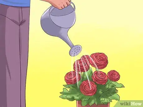 Image titled Plant and Care for a Ranunculus Step 9