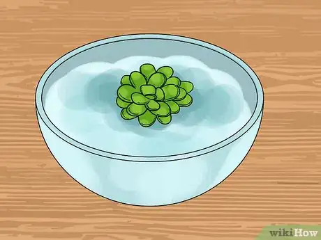 Image titled Grow Fairy Moss Indoors Step 4