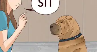 Have Fun with Your Dog Outdoors