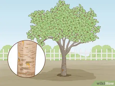 Image titled Deal with Cherry Tree Pests Step 4
