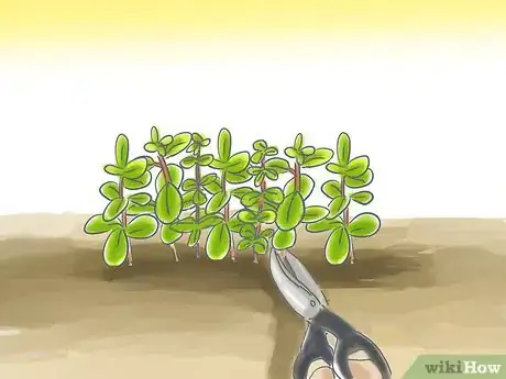 Image titled Grow St John's Wort Step 4