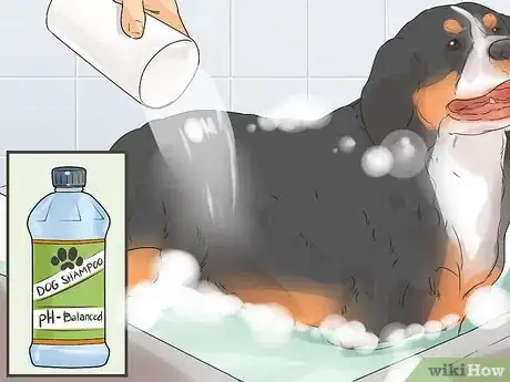 Image titled Groom a Greater Swiss Mountain Dog Step 9