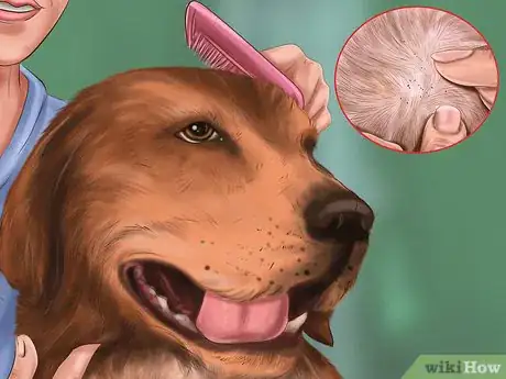 Image titled Identify Canine Flea Problems Step 3