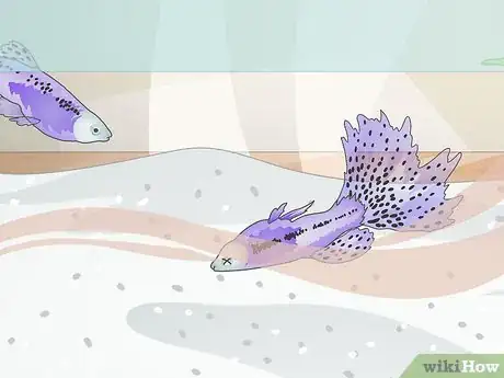 Image titled Take Care of Your Fish Step 3