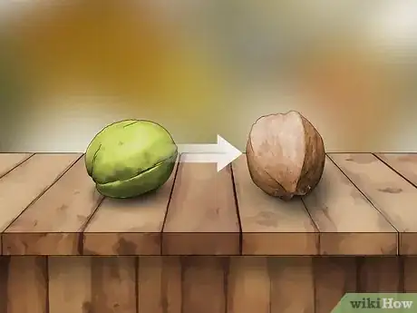Image titled Identify Hickory Nuts Step 1