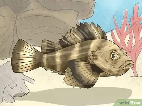 Image titled Identify Dangerous Marine Animals in Australian Waters Step 5