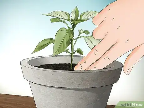 Image titled Grow Jalapenos in a Pot Step 7