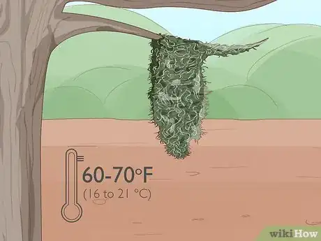 Image titled Grow Spanish Moss Step 7