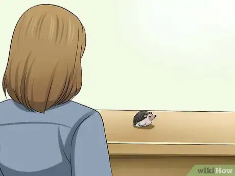 Image titled Help Your Hedgehog Get Used to Handling Step 2
