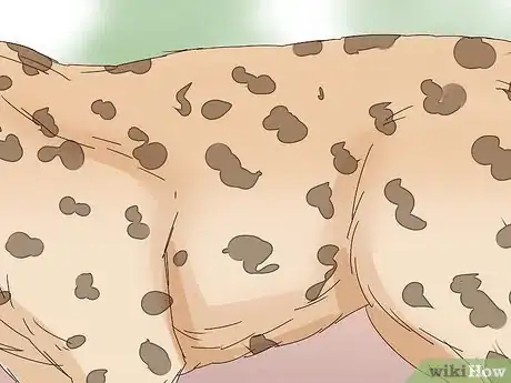 Image titled Tell a Cheetah and Leopard Apart Step 8