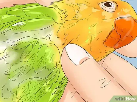 Image titled Treat Lovebirds with Psittacine Beak and Feather Disease Step 8