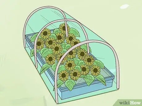 Image titled Plant Turing Sunflowers Step 16