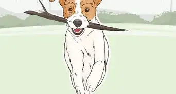 Identify a Parson Russell Terrier