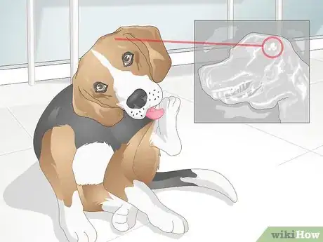 Image titled Deal with Excessive Licking in Older Dogs Step 4