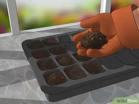 Image titled Grow Gaura Step 2