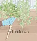 Plant Parsnips