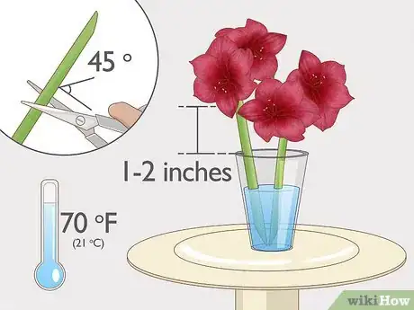 Image titled Cut Amaryllis Flower Step 6