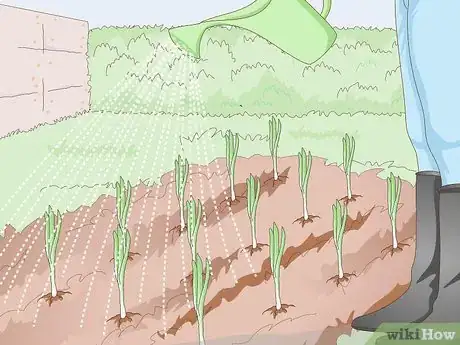 Image titled Grow Sweet Onions Step 7