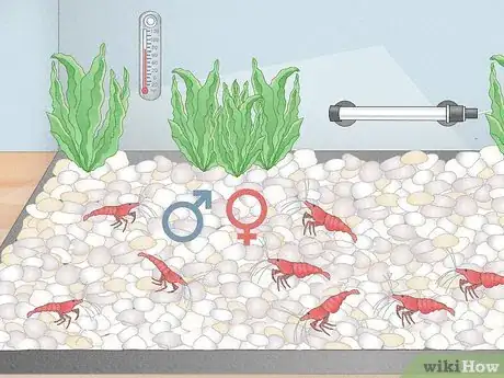 Image titled Breed Freshwater Shrimp Step 8