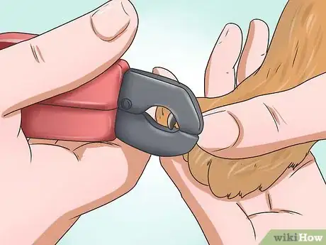 Image titled Care for Puggles Step 16