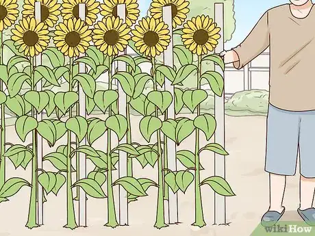 Image titled Plant Turing Sunflowers Step 14