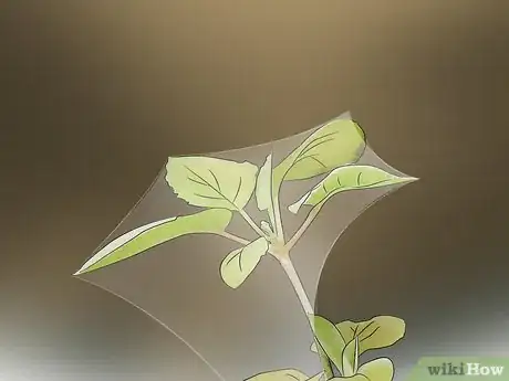 Image titled Kill Spider Mites Step 9