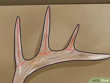 Image titled Score Mule Deer Antlers Step 8