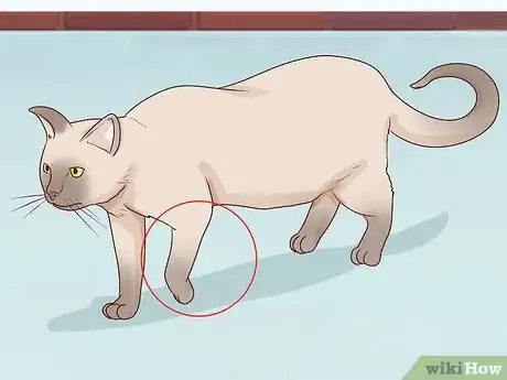 Image titled Handle Degenerative Joint Disease in Cats Step 10