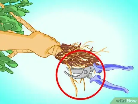 Image titled Transplant a Jade Plant Step 9