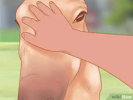 Image titled Get a Horse Under Control Step 13