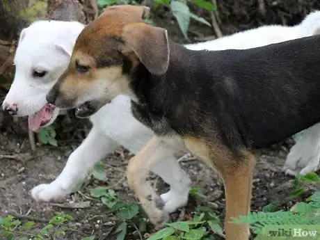 Image titled Make a Puppy Happy Step 10