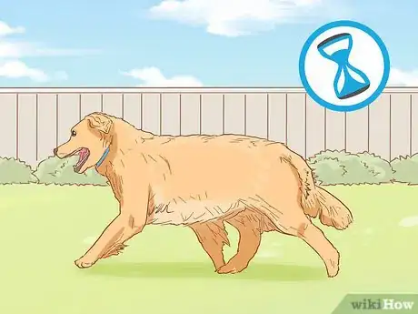 Image titled Treat Skin Allergies in Golden Retrievers Step 21