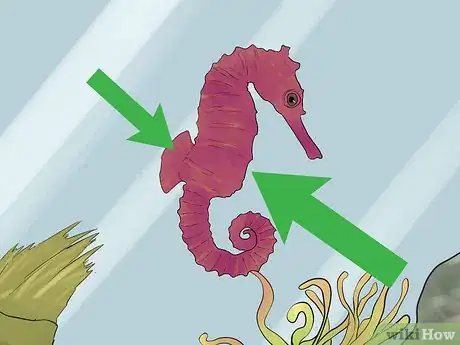 Image titled Care for a Seahorse Step 9