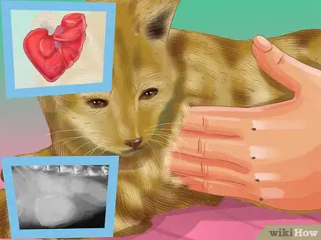 Image titled Diagnose Cytauxzoonosis in Cats Step 9