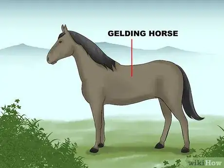 Image titled Buy Your First Horse Step 9
