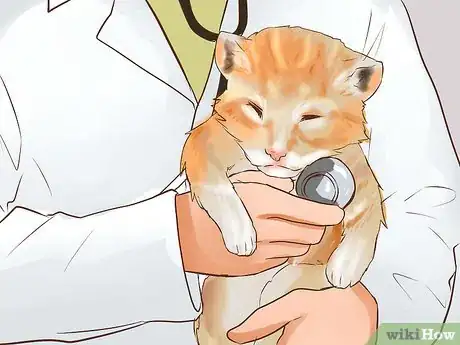 Image titled Care for American Longhair Cats Step 12