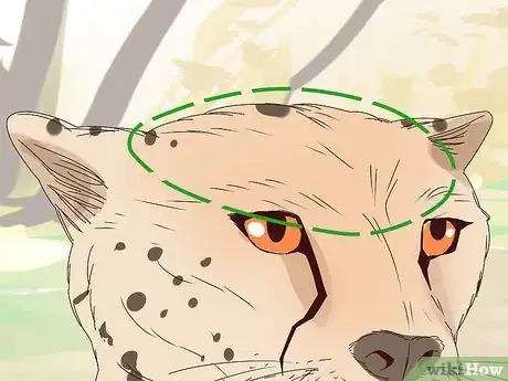 Image titled Tell a Cheetah and Leopard Apart Step 3